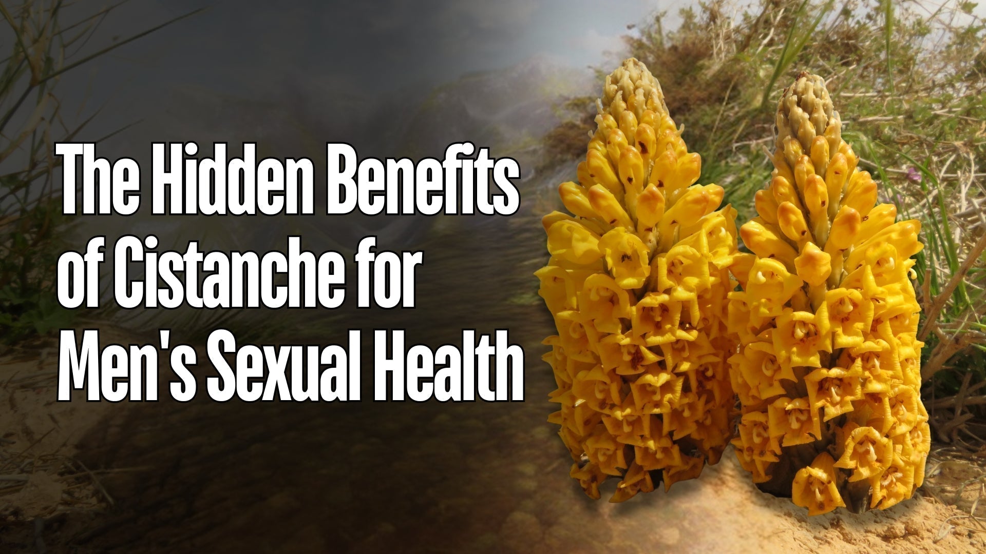 The Hidden Benefits of Cistanche for Men's Sexual Health